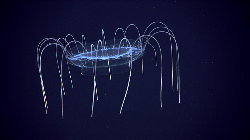 A translucent jellyfish with long tentacles in a dark underwater setting.
