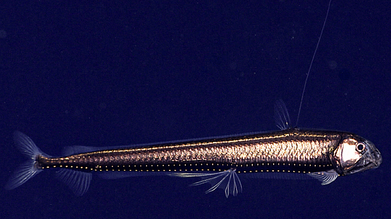 Slender fish with metallic sheen and translucent fins against a blue background.