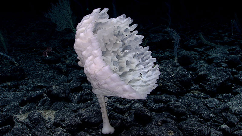 A white glass sponge on a dark, rocky seafloor.