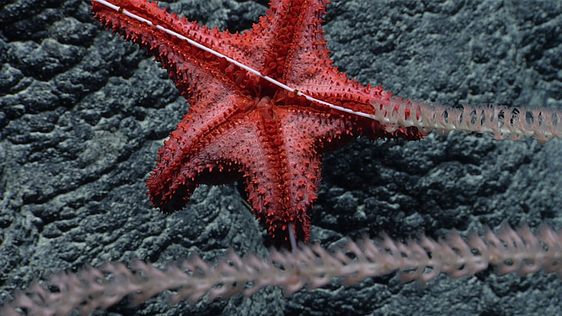 Sea anemone with dark purple tentacles on a rocky background.