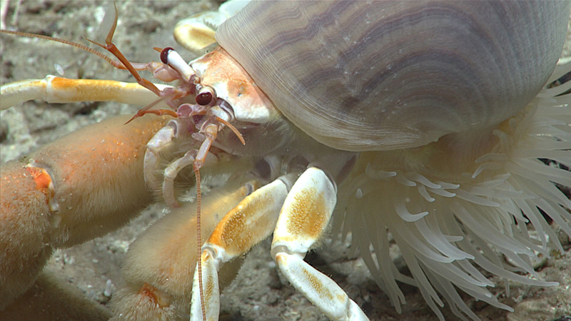Close-up of a hermit crab in a shell with anemone-like tentacles.