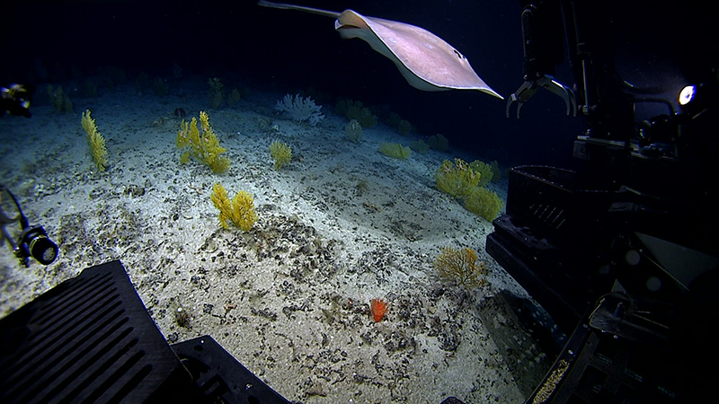 Underwater scene with a manta ray above a sea floor dotted with yellow corals, seen from an ROV.