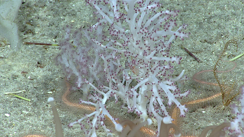 White soft coral with purple polyp tips on the ocean floor surrounded by marine organisms.