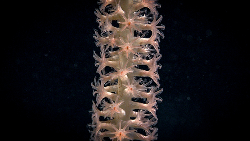 Close-up of a coral-like marine organism with star-shaped polyps against a dark background.