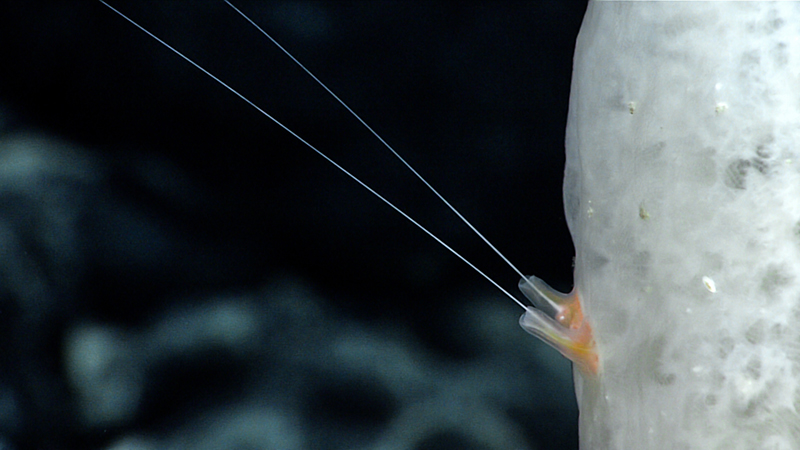 Close-up of a white marine sponge with two thin filaments extending from it against a dark background.