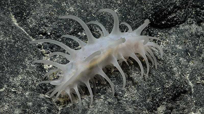 Marine organism resembling a sea cucumber with long appendages on a dark seabed.