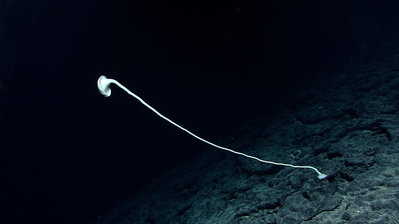 Long, slender, white organism in deep-sea environment over rocky seafloor.
