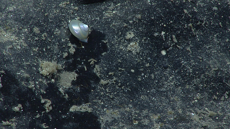 A shiny white shell on a dark, sandy ocean floor.