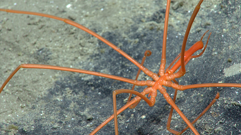 Bright orange sea spider on a dark seabed.