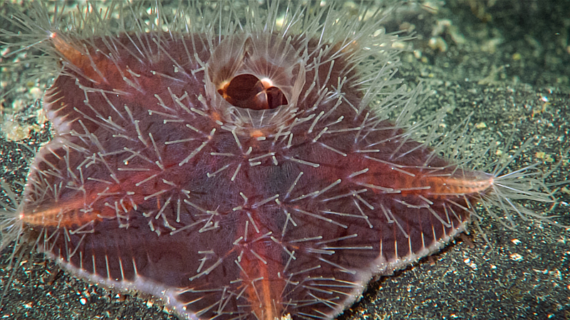 A spiny, reddish-brown sea star with a central opening on dark sand.