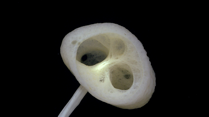 A close-up of a white, porous sponge-like structure against a black background.