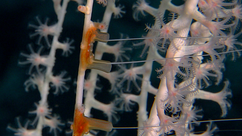 Close-up of coral with polyps and orange patches against a dark background.