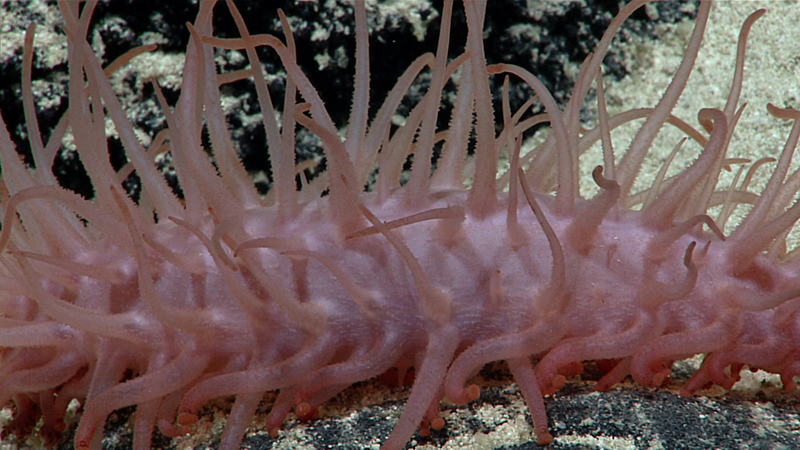 Close-up of a pinkish-purple sea cucumber with elongated appendages on a sandy seabed.