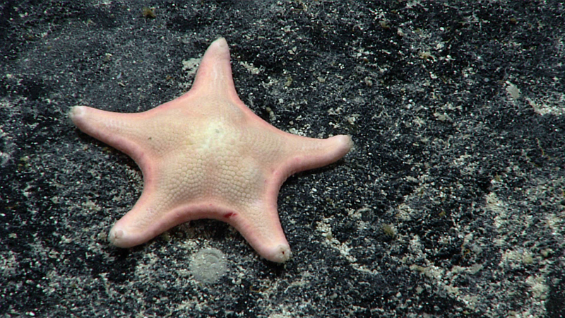 A pale pink starfish with five rounded arms on a dark sandy background.