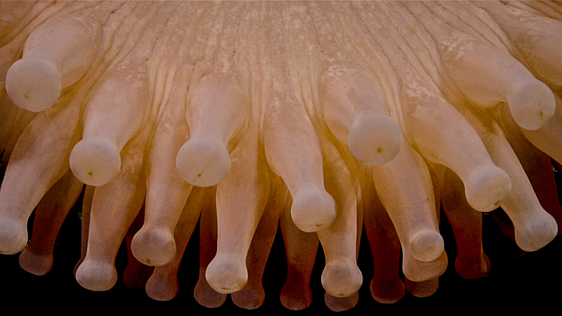 Close-up of beige anemone tentacles with rounded tips.