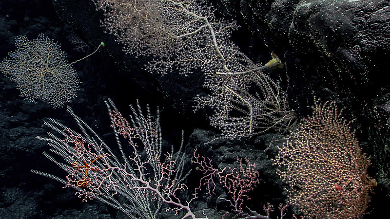 Underwater scene with various coral species against dark rocks.