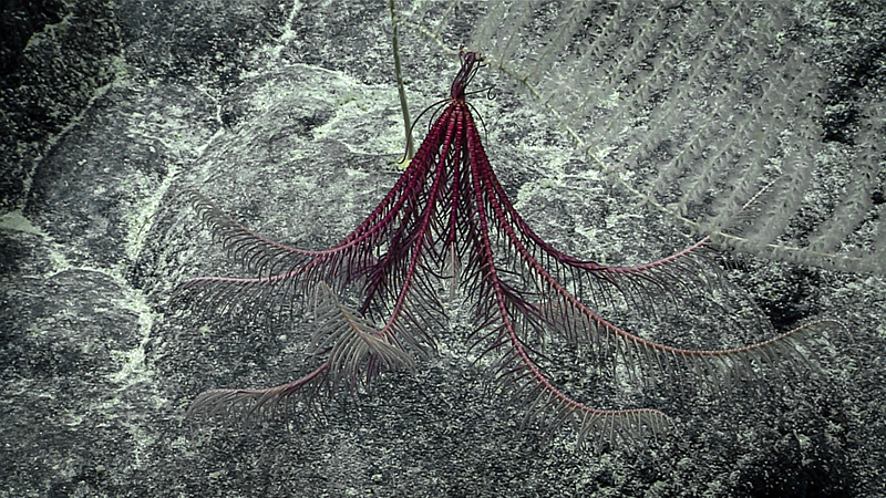 A reddish-purple crinoid with feathery arms attached to a rocky underwater surface.