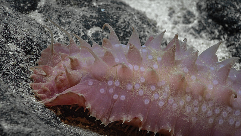 Close-up of a pink sea cucumber with white spots and spikes on a rocky seabed.