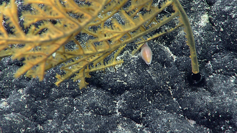 A piece of branching coral with a small pink fish swimming nearby over a rocky ocean floor.