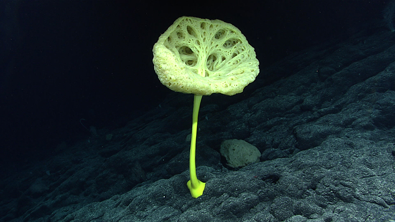 A yellow sponge-like organism with a porous cap and slender stalk on a dark ocean floor.