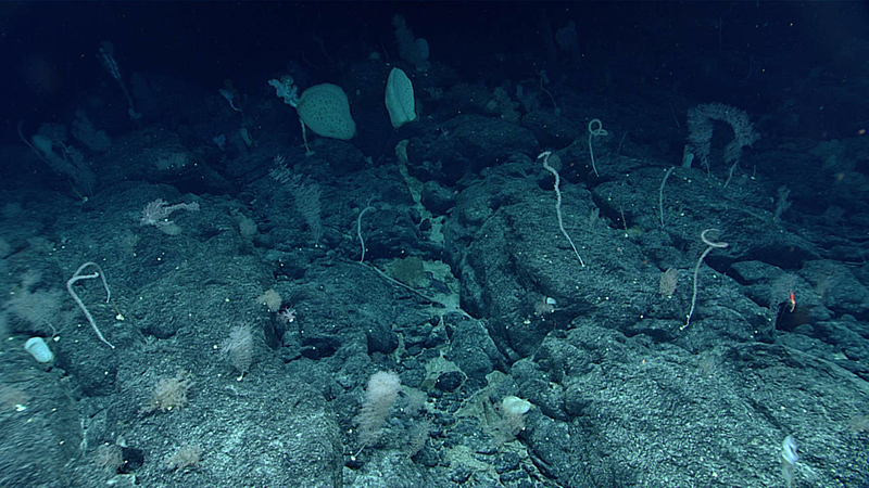 Underwater scene showing rocky terrain and marine life.