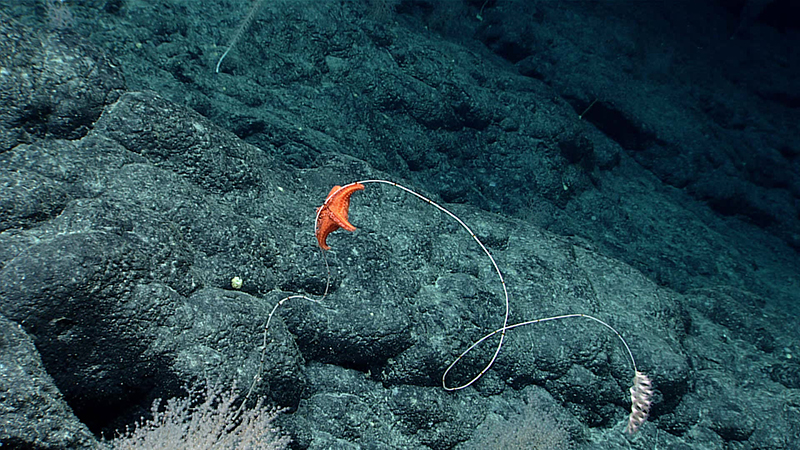 Orange starfish on a rocky ocean floor.
