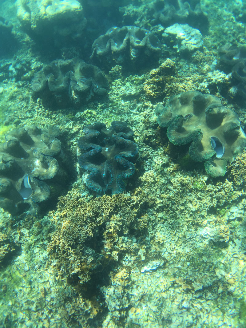 Giant clams from American Samoa; this was one of Amanda’s favorite parts of the expedition.