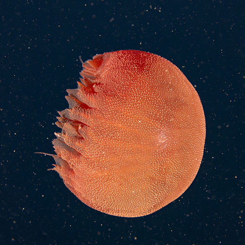 Beautiful imagery of a red jellyfish (genus Poralia) taken using the new 35mm still camera system on remotely operated vehicle Deep Discoverer during the 2023 Shakedown + EXPRESS West Coast Exploration expedition.