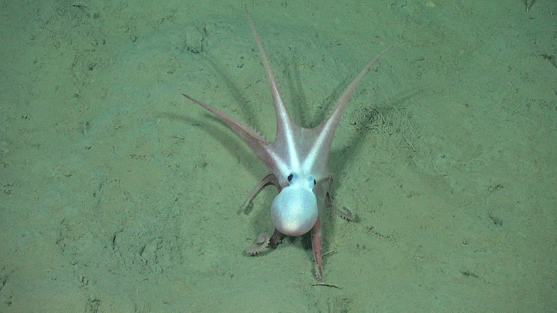 This octopod (Muusoctopus sp.) was observed at 2,800 meters (9,185 feet ...