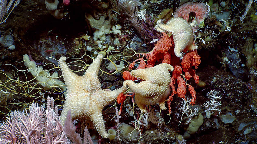 These Hippasterid sea stars were seen eating Primnoa sp. corals during Dive 07 of the expedition.