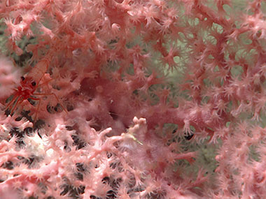 This Hemicorallium coral was observed during the second dive of the Seascape Alaska 3 expedition at a depth of approximately 2,270 meters (7,450 feet). This may represent the first observation of this genus of corals in the Aleutian Archipelago, which would make this a new range record for Hemicorallium.