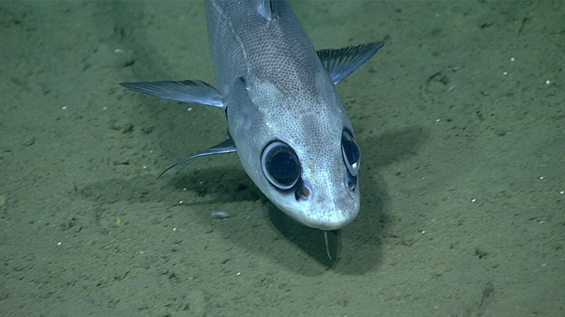 Several fish were observed during Dive 04 of the Seascape Alaska 3 ...