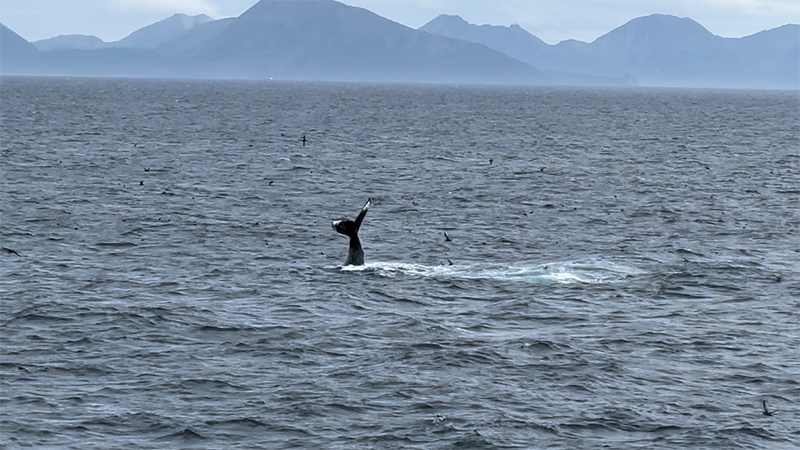 The tail of a whale breaks the ocean surface during the Seascape Alaska 4: Gulf of Alaska Deepwater Mapping expedition.