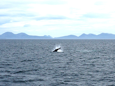 One member of a pod of whales observed during the Seascape Alaska 4 expedition near the Shumagin Islands, Alaska.