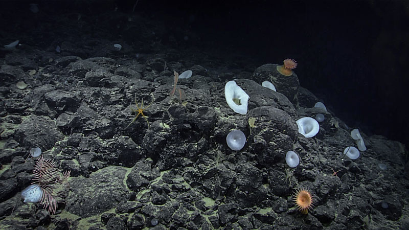 In this photo from the dive, a rocky substrate supporting sponges and anemones is seen.