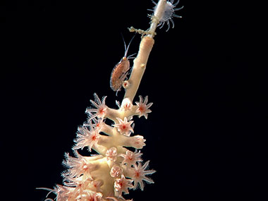 A branch of bamboo coral with an amphipod and anemone on top of it observed on Dive 01 of the Seascape Alaska 5 expedition.
