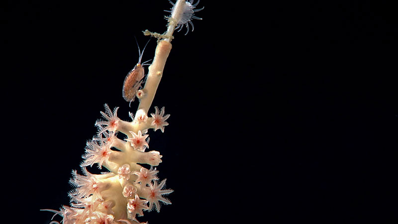 A branch of bamboo coral with an amphipod and anemone on top of it observed on Dive 01 of the Seascape Alaska 5 expedition. 