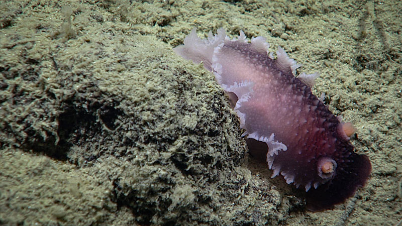 This small purple nudibranch (Tochuina nigritigri) was observed at a depth of around 3,000 meters (9,843 feet) during Dive 01 of the Seascape Alaska 5 expedition.