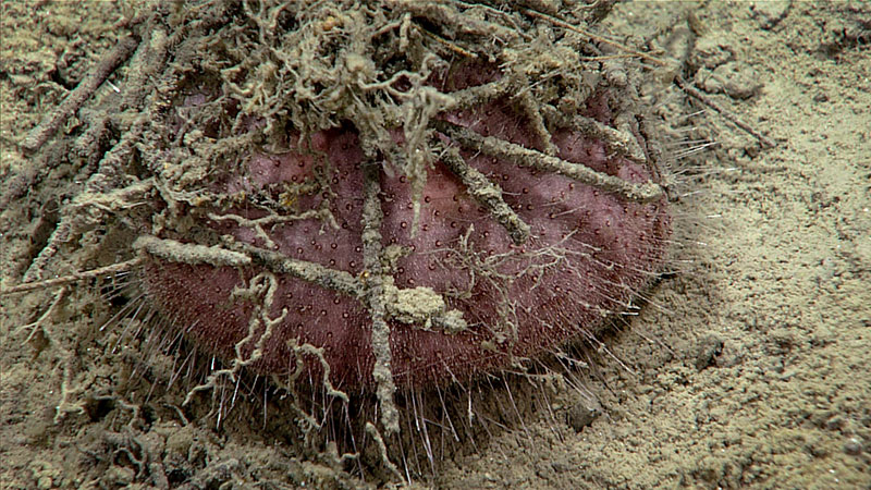This sea urchin (Urechinus sp.) was seen on the seafloor during Dive 01 of the Seascape Alaska 5 expedition. It showed behavior of wearing debris, thought to be amphipod tubes, as a “hat”. This urchin was collected as a sample.