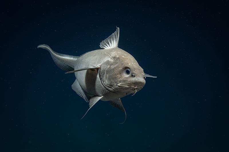 A giant grenadier (Albatrossia pectoralis) that swam up to our cameras. We were lucky enough to capture this detailed imagery as the fish lingered with us for several minutes at a depth of around 4,200 meters (13,780 feet). This fish was seen during Dive 02 of the Seascape Alaska 5 expedition. 