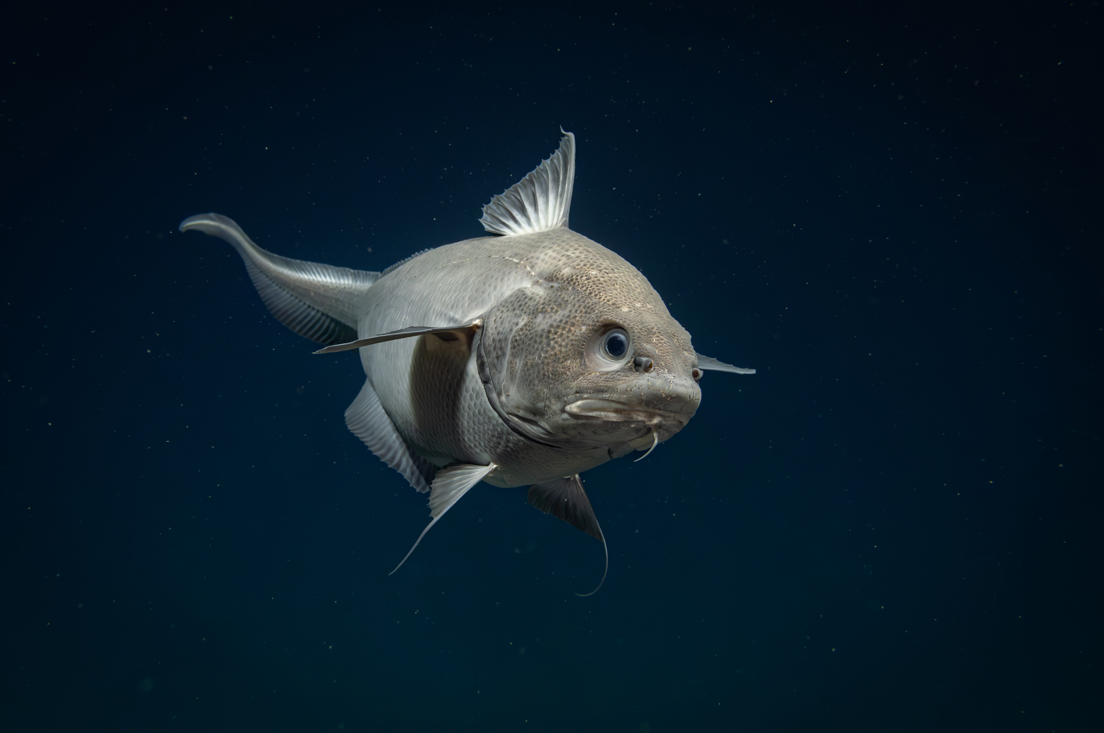 Oh my blob. During the #Okeanos #SeascapeAlaska 5 expedition, we