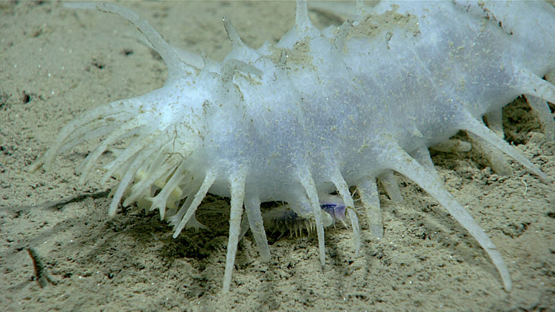 This white sea pig was seen at a depth of around 4,200 meters (13,780 feet) during Dive 02 of the Seascape Alaska 5 expedition. 