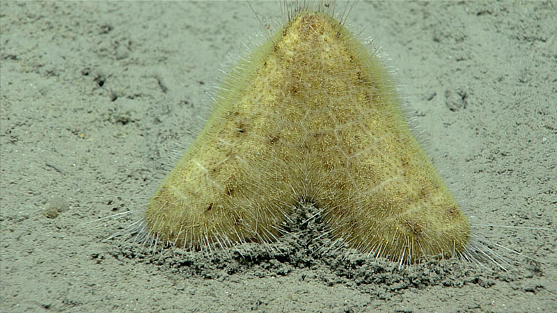 A yellow urchin (Echinocrepis sp.) with a peculiar pyramid shape. This urchin was seen at a depth of around 4,200 meters during Dive 02 of the Seascape Alaska 5 expedition. The urchin was observed moving along the seafloor leaving a trail behind it as it moved onward.