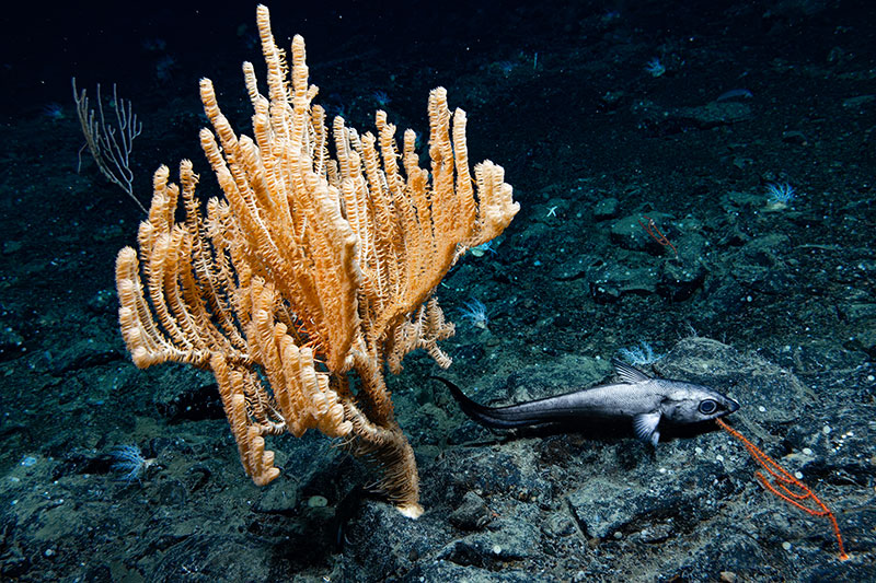 A coral with a grenadier swimming below along the rocky seafloor. This was seen at Giacomini Seamount during Dive 03 of the Seascape Alaska 5 expedition.