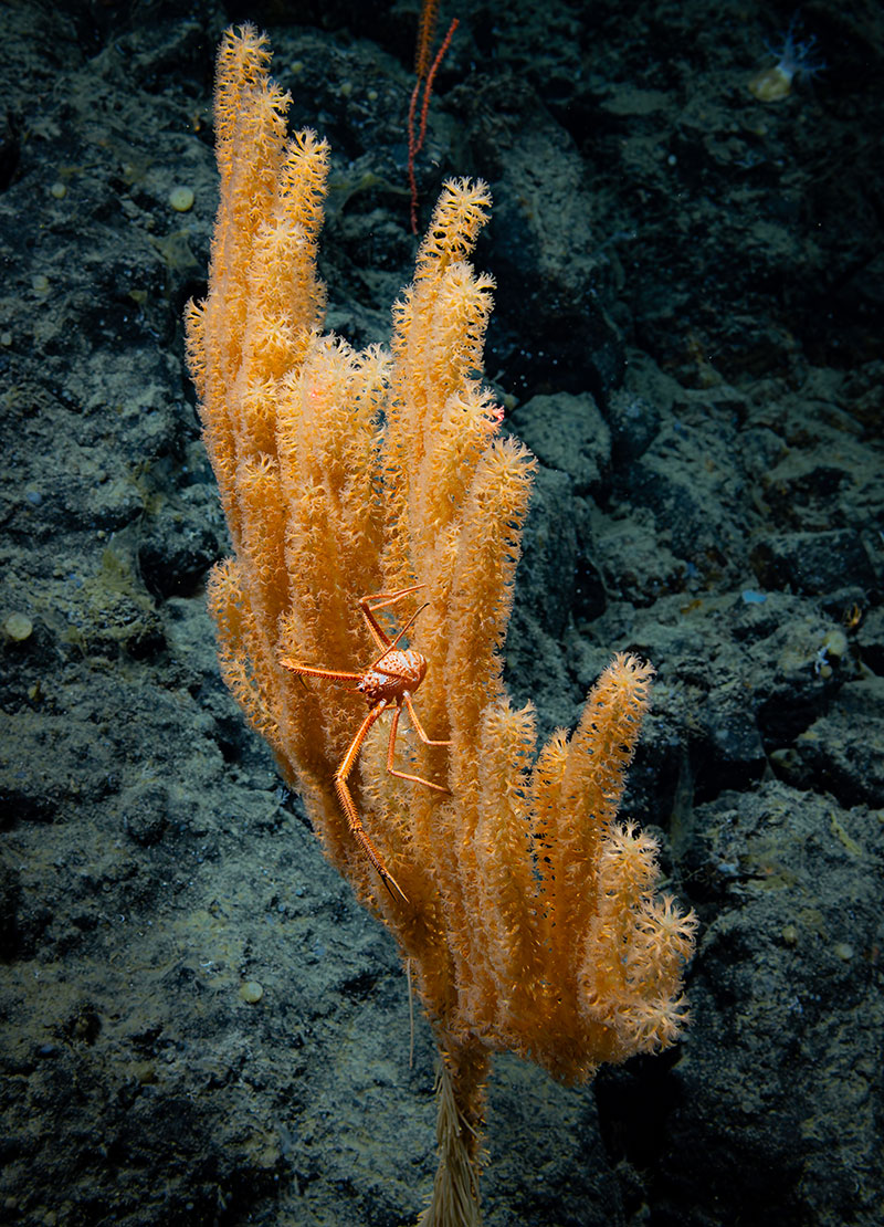 A coral and squat lobster seen against the backdrop of a dark basalt seafloor at Giacomini Seamount during Dive 03 of the Seascape Alaska 5 expedition.