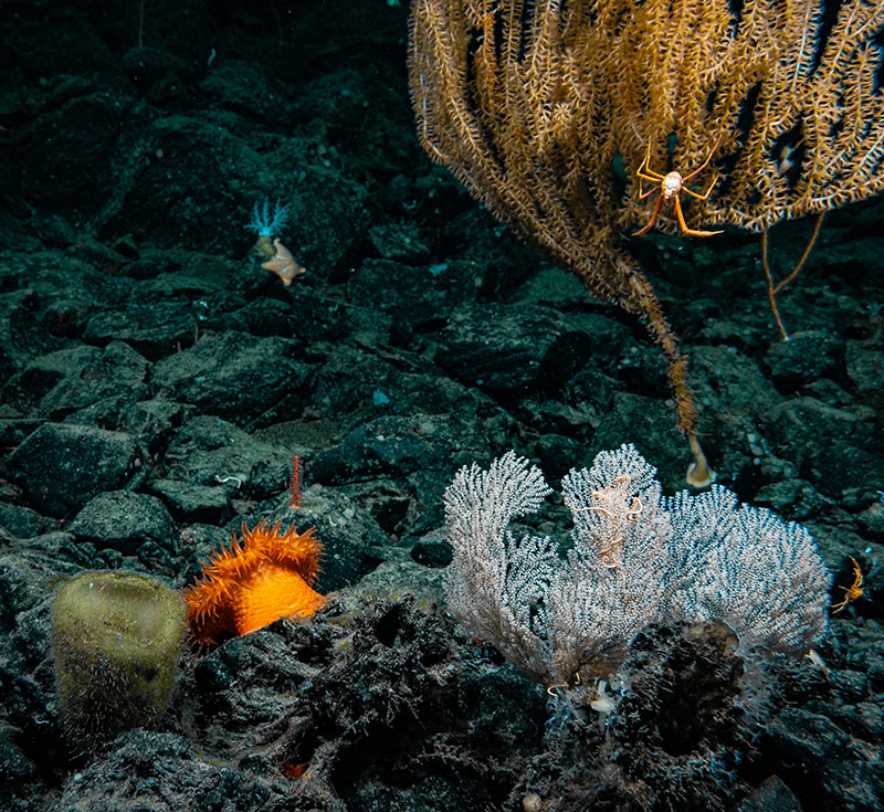 A biologically diverse area seen during Dive 03 of the Seascape Alaska 5 expedition. The image contains at least four different phyla with a sponge in the lower left, a bright orange anemone, a white deep-sea coral with brittle stars intertwined, an orange-colored coral with a squat lobster on it, and a sea star on an anemone in the background.