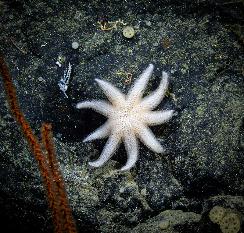 A rare nine-armed sea star (Asthenactis sp.) seen during Dive 03 of the Seascape Alaska 5 expedition. This sea white sea star was observed for a few minutes moving along a rock before it was collected as a biology sample.