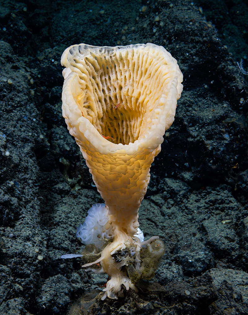 A sponge with small red and white striped shrimp within it. At the base are several different types of smaller sponges, including a white glass sponge. This was seen during Dive 03 of the Seascape Alaska 5 expedition to Giacomini Seamount.
