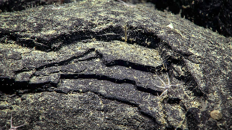 Remnants of an old pillow basalt with cooling margins showing. This was seen on Quinn Seamount during Dive 04 of the Seascape Alaska 5 expedition.
