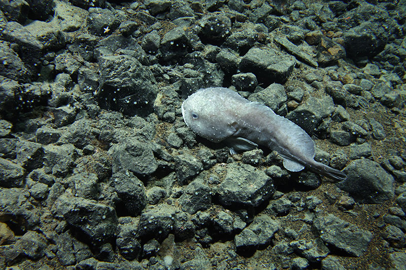 This blobfish, also known as a blob sculpin, was seen on Quinn Seamount during Dive 04 of the Seascape Alaska 5 expedition. It was observed sitting on a bed of exposed volcanic rocks at a depth around 2,000 meters (6,562 feet).